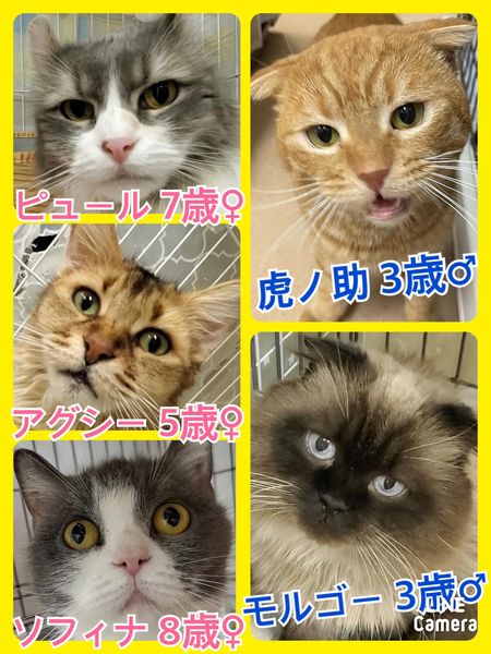 🐾今日の里親様募集中ニャンコ🐱メンバーです🐾2022,3,29【保護犬カフェ天神橋店】